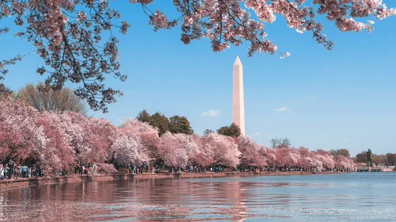 The Washington Monument behind cherry blossoms on the Tidal Basin