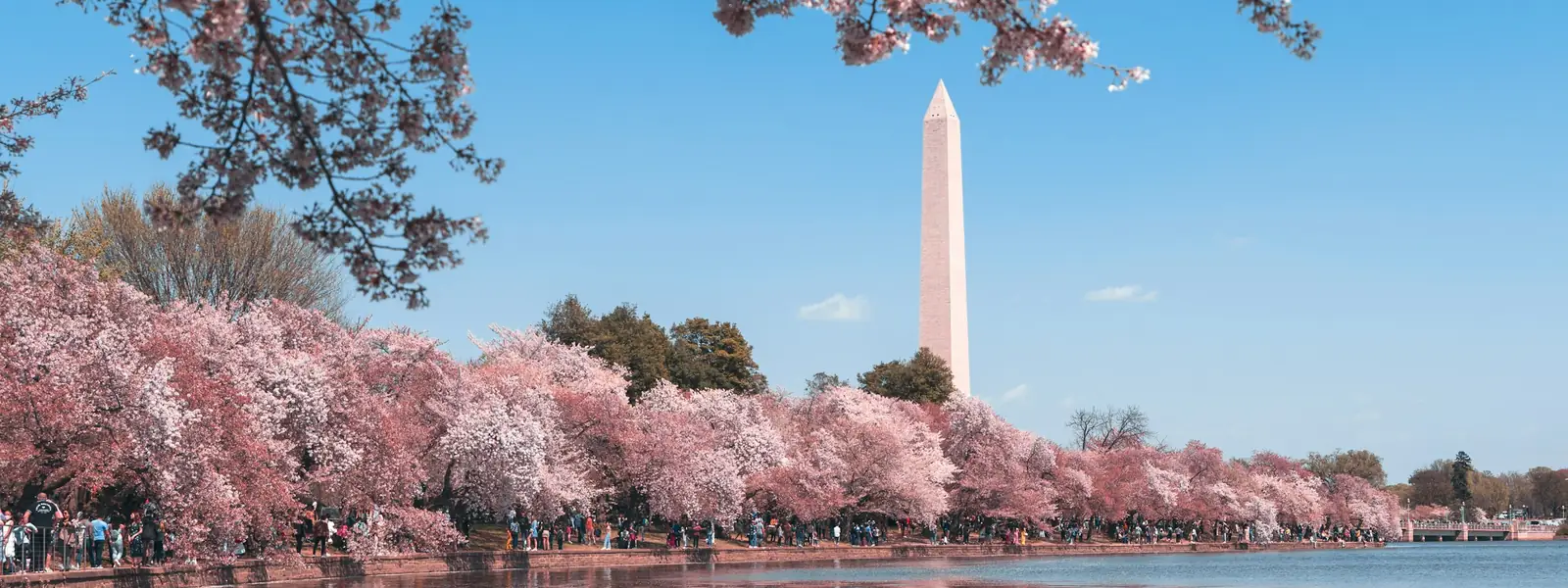The Washington Monument behind cherry blossoms on the Tidal Basin